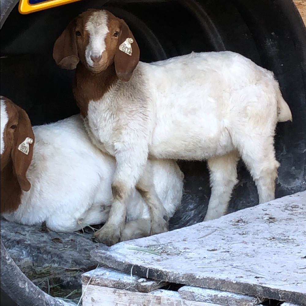 Meet your Posher, Lisa